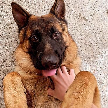 it bazari 2020: Alman çoban iti, 3 il, Dişi, Cütləşmə üçün — 5