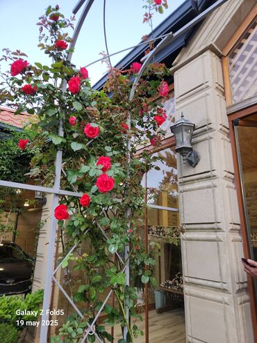 Bağ evlərinin kirayəsi: Şüvəlan qəs., 195 kv. m, 4 otaqlı, Hovuzlu, Qaz, İşıq, Artezian quyusu -da lalafo.az — 7 Bağ evlərinin kirayəsi: Şüvəlan qəs., 195 kv. m, 4 otaqlı, Hovuzlu, Qaz, İşıq, Artezian quyusu — 7