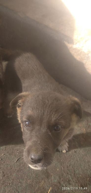 Продажа собак: Восточноевропейская овчарка, 2 месяца, Самка — 9