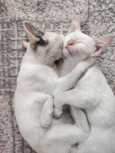 Котята — ласковые домашние компаньоны - Описание: игривые котята с at lalafo.kg Котята — ласковые домашние компаньоны - Описание: игривые котята с