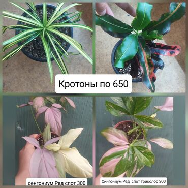 стульчик для новорожденных 3 в 1: Продаю цветы