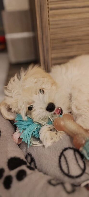 Psi: Na prodaju štene mužijaka havanskog bišona, izložbenog potencijala na lalafo.rs — 9 Psi: Na prodaju štene mužijaka havanskog bišona, izložbenog potencijala — 9