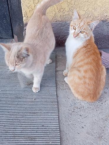 кошки сиамская: Отдам даром домашние кошки трое:2 кота и одна самка - Тип шерсти — 1