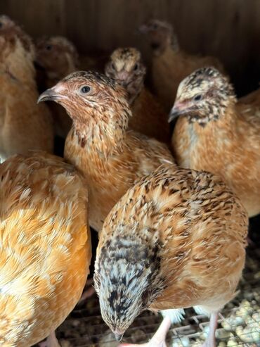 русская серая кошка: Срочно продам самцов перепёлки дёшево