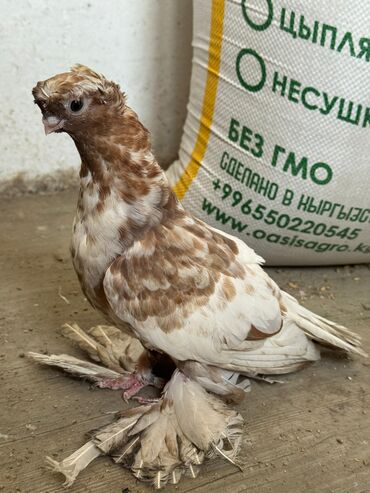 домашние голуби: Продаю двухчубый голубь