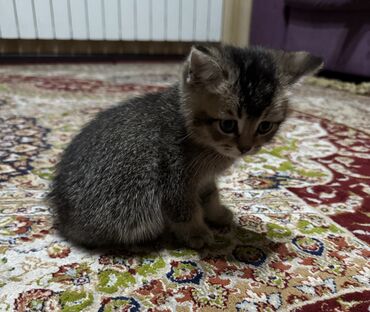 Продажа кошек: Скотиш Страйт (Шотландская прямоухая), 1 месяц, Мальчик, Серый, Приучена к лотку