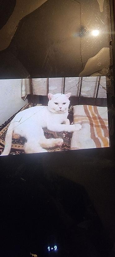 Pişiklər: Ev pişiyi – müxtəlif rənglərdə - Rənglər: tünd boz (mavi tonlu), ağ — 9