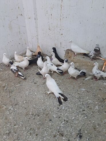 Göyərçinlər: Salam. goyercinler kom 6 manat tek tek 8 manat. goyercinle Bakının — 2