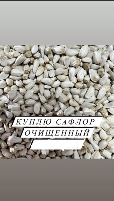 масло подсолнечное цена: Куплю сафлор