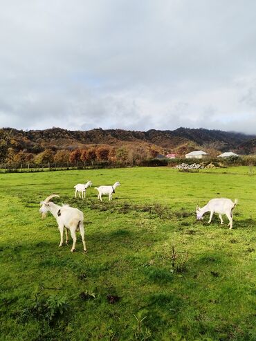 Keçi, çəpiş: Sanen keçiləri satılır. Çəkilisdə heç bir effekt istifadə edilməyib — 3
