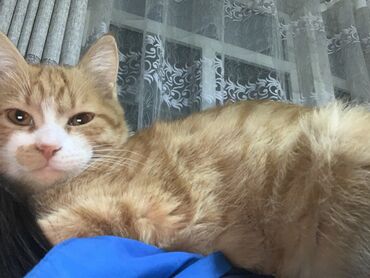 цена шотландского кота: Пропала кошка в Джалал Абаде есть вознаграждение