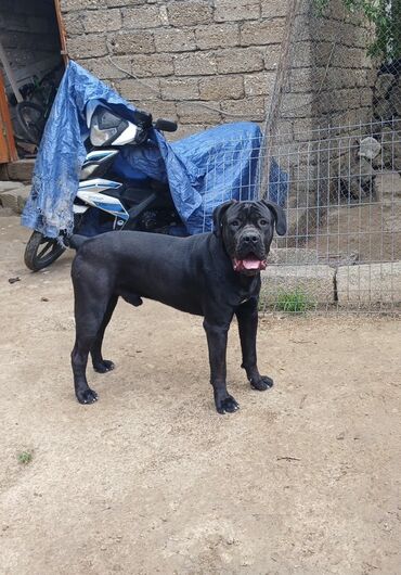 İtlər: Kane-Korso, Cütləşmə üçün, Ünvandan götürmə -da lalafo.az — 4 İtlər: Kane-Korso, Cütləşmə üçün, Ünvandan götürmə — 4