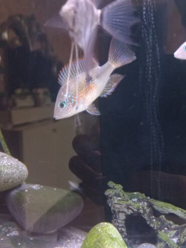 Balıqlar: Cixlid balığı, Sülhsevər — 5