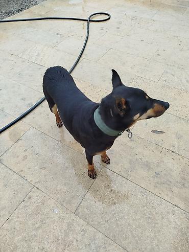 dişi doberman: Doberman, 1 il, Dişi, Peyvəndli, Ödənişli çatdırılma — 7