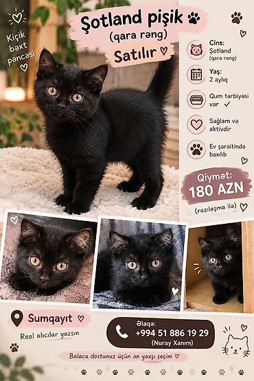 Şotland lalafo.az -da Şotland