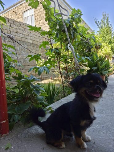 sahibsiz itlər: Pekines, 1 il, Erkek, Ünvandan götürmə