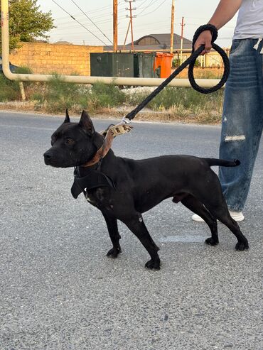 it pulsuz: Pitbul, 2 il, Erkek, Cütləşmə üçün, Ünvandan götürmə