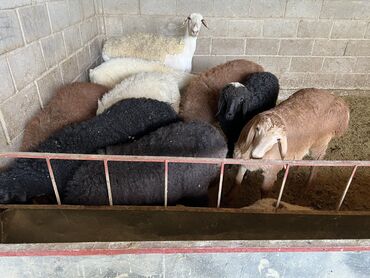 Бараны, овцы: Продаю | Ягненок | На забой, Для разведения