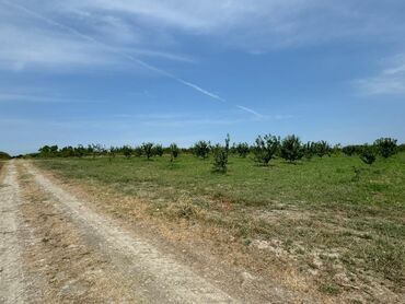 xaşaxunada torpaq satilir: 2800 sot, Kənd təsərrüfatı, Mülkiyyətçi, Kupça (Çıxarış)