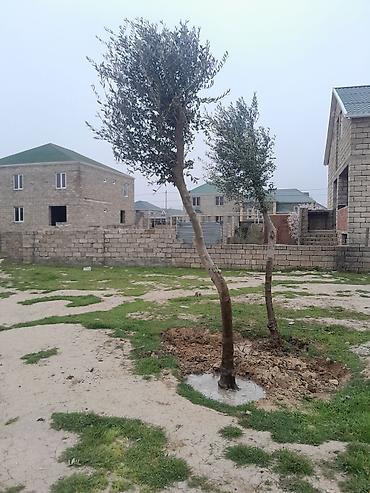 malax meyve: Məhsul: Zeytun ağacları (2 ədəd) Təsvir: - Həyətyanı sahə, bağ və ya — 1