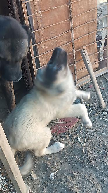 İtlər: Kanqal -da lalafo.az — 2 İtlər: Kanqal — 2