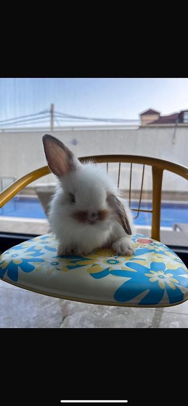 1 aylıq balaca🐰 Hazırda məndə bu çox şirin dovşanım var 🥹🤍 Çox şirin lalafo.az -da 1 aylıq balaca🐰 Hazırda məndə bu çox şirin dovşanım var 🥹🤍 Çox şirin