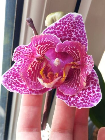 хищные растения: Коллекционная орхидея фаленопсис Victoria's Lace (Кружева Виктории)