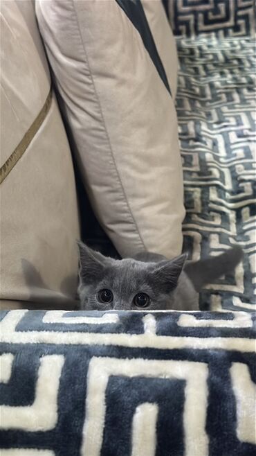 Продажа кошек: Скотиш Страйт (Шотландская прямоухая), 3 месяца, Девочка, Серый, Приучена к лотку at lalafo.kg — 7 Продажа кошек: Скотиш Страйт (Шотландская прямоухая), 3 месяца, Девочка, Серый, Приучена к лотку — 7