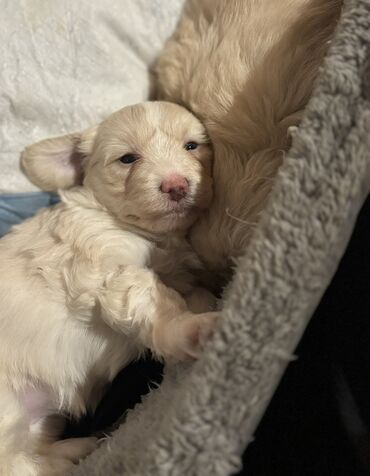 İtlər: Cins: POODLE Kiçik ölçülü, açıq krem rəngli, sıx qıvrım tüklü it — 4