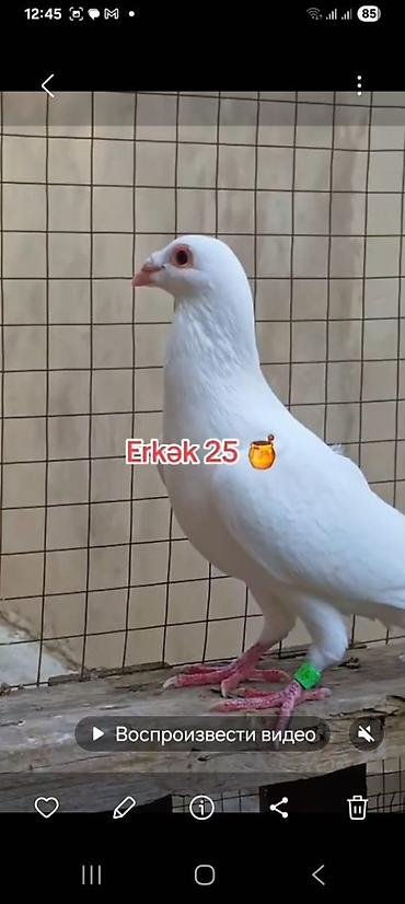Göyərçinlər: 🐦 Uzaq Məsafəyə Uçan Göyərçinlər Satılır! 2 ədəd erkək göyərçin — 6