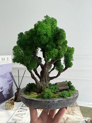 Декоративные цветы: В переводе с японского Бонсай означает «дерево, выращенное в блюде» — 46