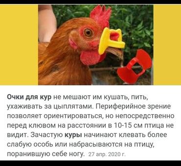 Животные: Тоокторго очки сатылат