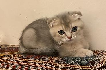 qoyun satis: Şotland — 1