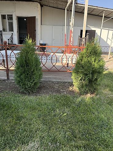 туя токмок: Продается Туя! Оптом и в Розницу!!! - Вид: туя колоновидная - — 3