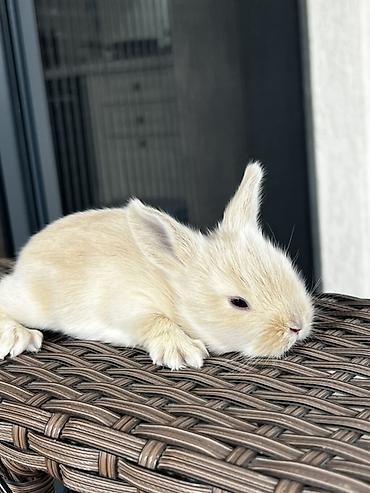 su heyvanları: 1 aylıq holland balaca🐰 Kafes, yem qabı, su qabı və tualet qabı — — 2