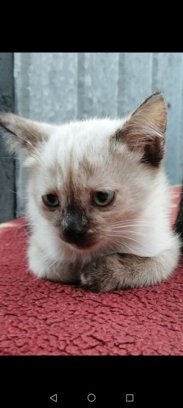 сиамская кошка: Сиамская, 1 месяц, Мальчик, Белый, Метис, Приучена к лотку