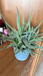 растения в аквариум купить: Алоэ вера . 7 лет в горшке более 10 штук 1600 сом Папоротник 500 сом