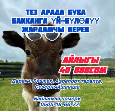 офиске техничка керек непольный день: Требуется Скотник, Оплата Сдельная