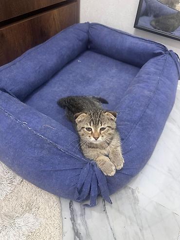 Pişiklər: Britan — 7