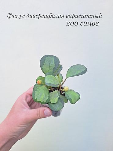 Фикустар: 🪴 Фикусы разных сортов в продаже. 🌿 Названия сортов и цены указаны на — 2