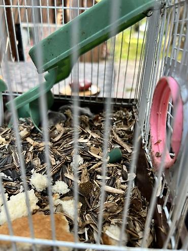 hamster satis: Hamster qəfəsi – tam dəst

15 ədədi qab qaşıg satıram — 5