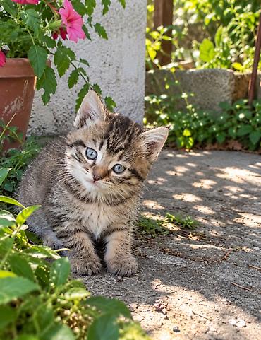 сколько стоит котята: Продам не дорого в добрые руки 1 котёнка девочку. Осталась только — 1