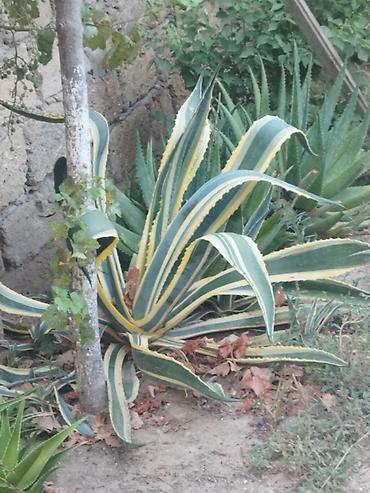 Dekorativ Aqava bitkisi (balaları) satılır 
5-8 azn