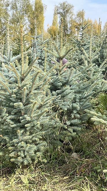 ёлки зелёные: Ель колючая (Picea pungens), голубая форма — саженцы для озеленения — 1