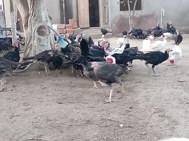 Məhsul: Hind toyuqları. Amerikan sortu Təsvir: - Açıq həyətdə lalafo.az -da Məhsul: Hind toyuqları. Amerikan sortu Təsvir: - Açıq həyətdə