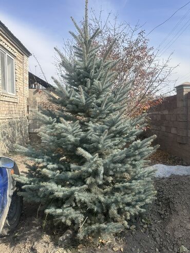 где купить водоросли для аквариума: Саженцы деревьев: Ели