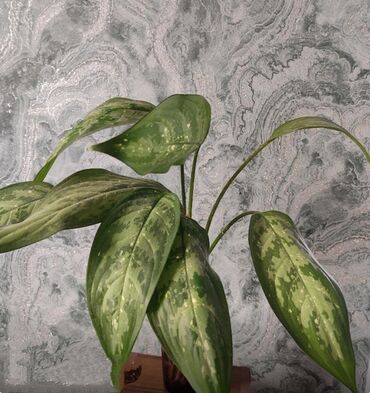 Другой декор и предметы интерьера: Распродажа по 300 сом и выше — 24