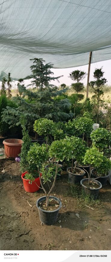 Садовые цветы и кустарники: Саженцы цветка — 6