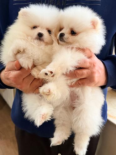 İtlər: Şpitz, 2 ay — 2