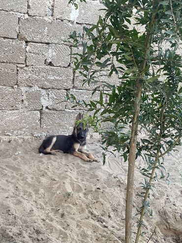 kangal itleri: Alman çoban iti, 3 ay, Erkek, Sənədli, Ünvandan götürmə